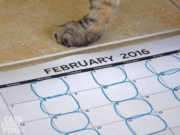 brown tabby cat's paw and calendar