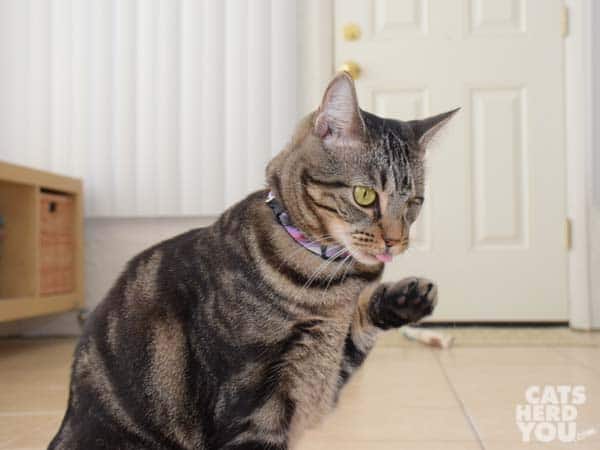 one-eyed brown tabby cat bathes paw