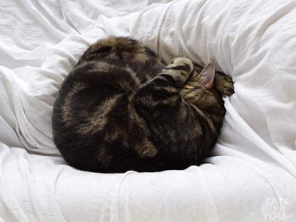 brown tabby cat tucked into a circle to sleep