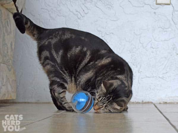 one-eyed brown tabby cat noses treat-dispensing toy