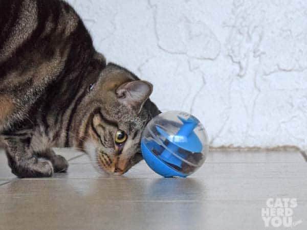 one-eyed brown tabby cat eyes treat-dispensing toy