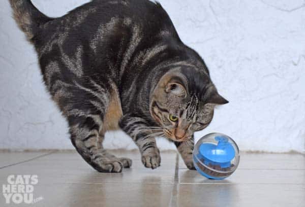 one-eyed brown tabby cat plays with treat-dispensing toy