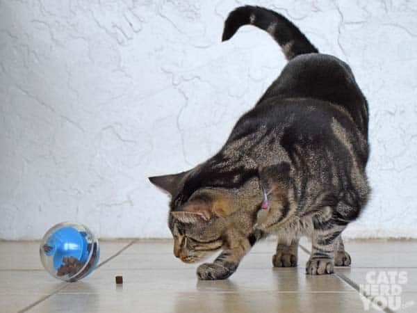 one-eyed brown tabby cat sees treat that fell from treat-dispensing cat toy