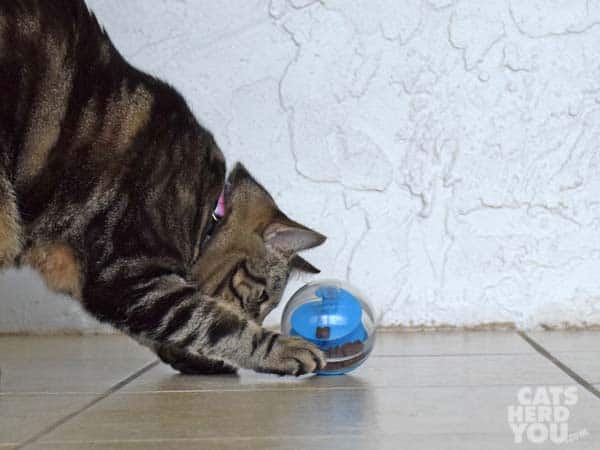 brown tabby cat plays with treat dispensing toy