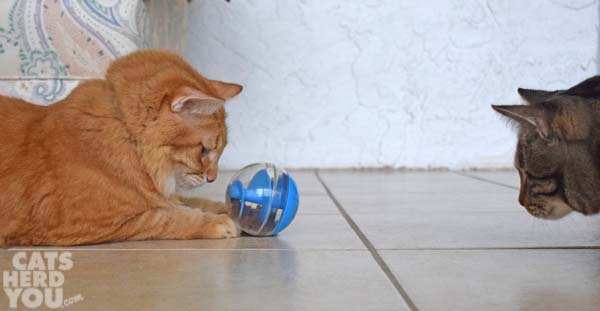 Orange tabby cat has treat dispensing toy as brown tabby cat looks on