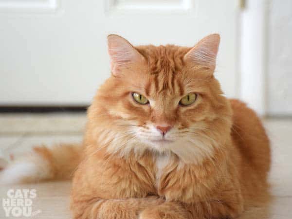 Orange medium-haired tabby cat in loaf posiiton