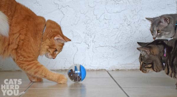 Orange tabby cat plays with treat dispensing toy as brown tabby cat and gray tabby cat look on