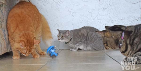 Orange cat looks for treats as gray tabby cat and brown tabby cat look on
