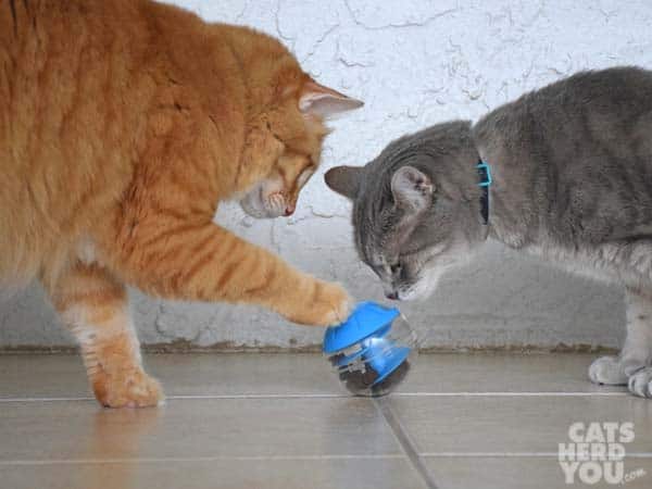 orange tabby cat and gray tabby cat with treat toy