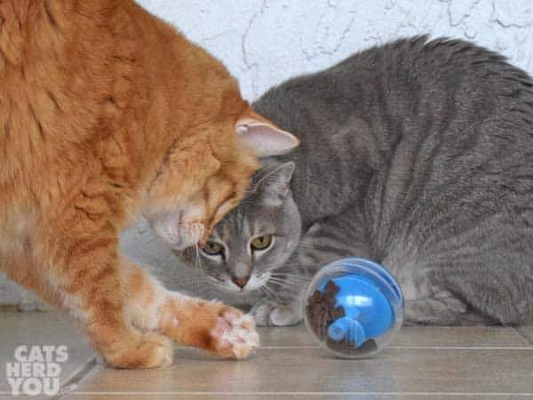 Orange tabby cat plays with treat dispensing toy as gray tabby cat looks on