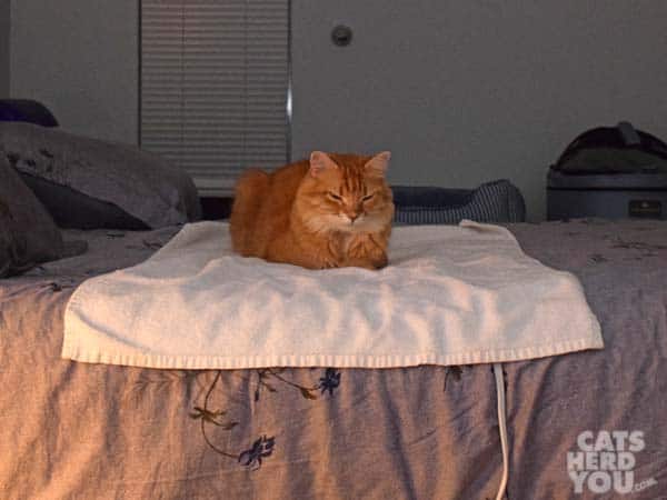 orange tabby cat enjoys a heating pad