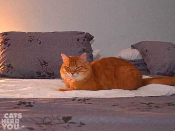 orange tabby cat enjoys a heating pad
