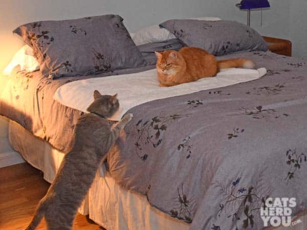 Orange tabby cat sits on heating pad as gray tabby cat looks on
