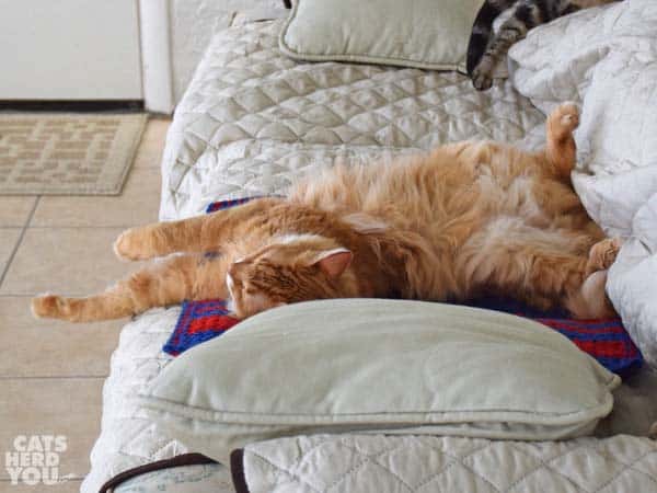 orange tabby cat asleep on sofa