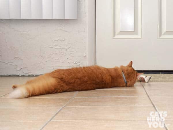 Orange tabby cat plays with kicker