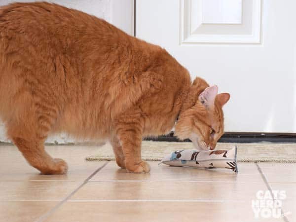 orange tabby cat sniffs kicker