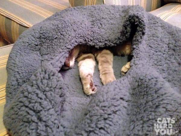gray tabby cat hiding out in pocket of cat bed