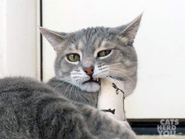 gray tabby cat bites toy with one corner of his mouth