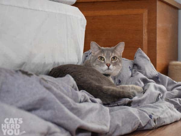 gray tabby cat enjoys comforter piled on floor