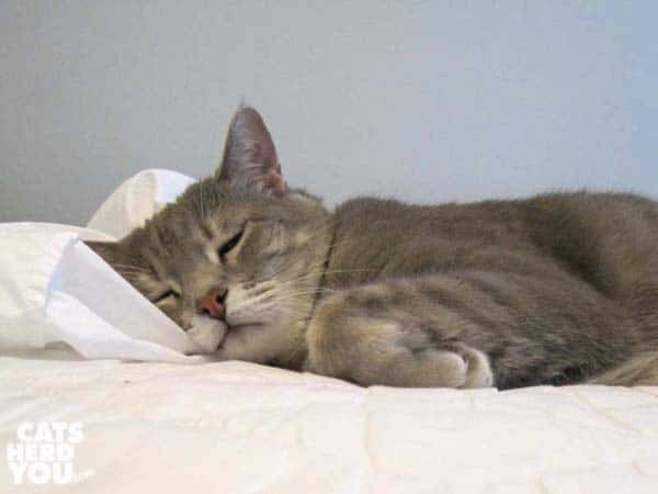gray tabby cat sleeps in crumpled sheets
