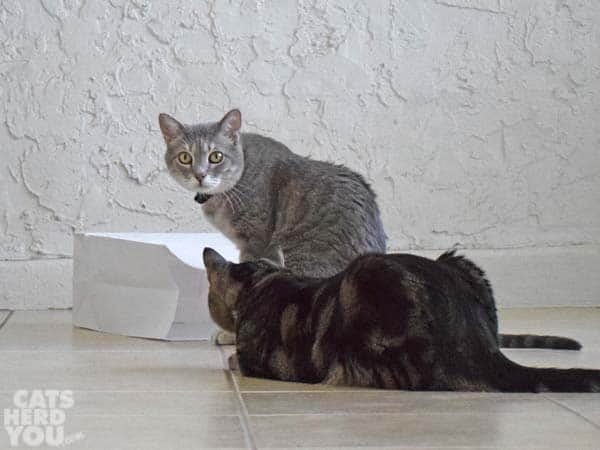 gray tabby cat sits as brown tabby cat looks on