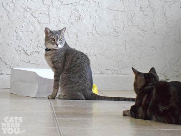 gray tabby cat sits as brown tabby cat looks on