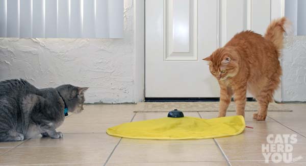 Orange tabby cat looks alarmed at toy as gray tabby cat looks on