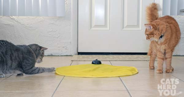 Gray tabby cat plays with toy while orange tabby cat looks on