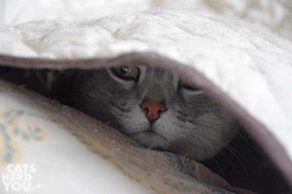 gray tabby cat with pink nose peeks out from under sofa protector