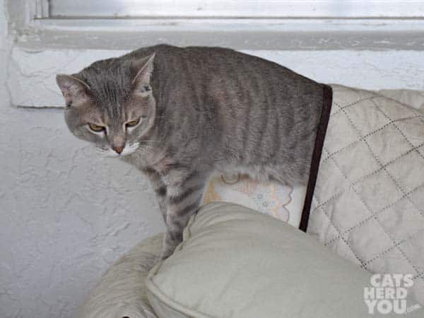 gray tabby cat with annoyed expression emerges from under sofa protector