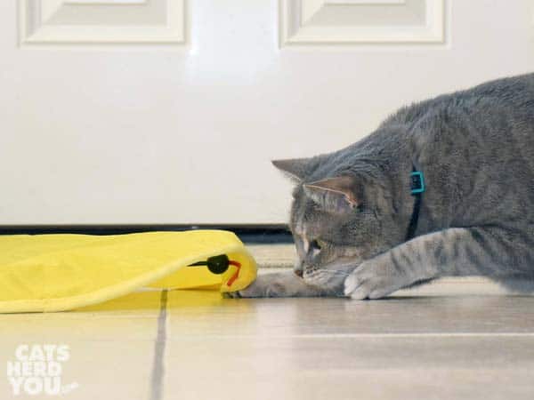 gray tabby cat hunts the hidden toy