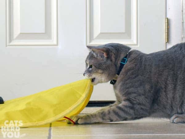 gray tabby cat pulls up yellow fabrid