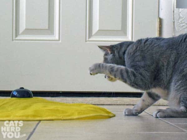 Gray tabby cat swats toy