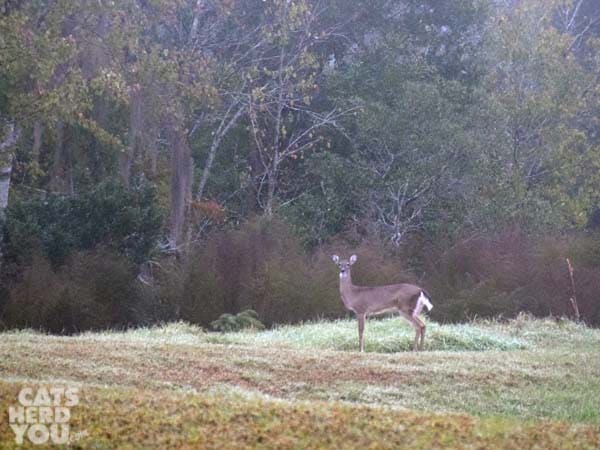 deer on foggy morning