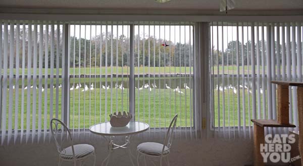 flock of ibis outside the window