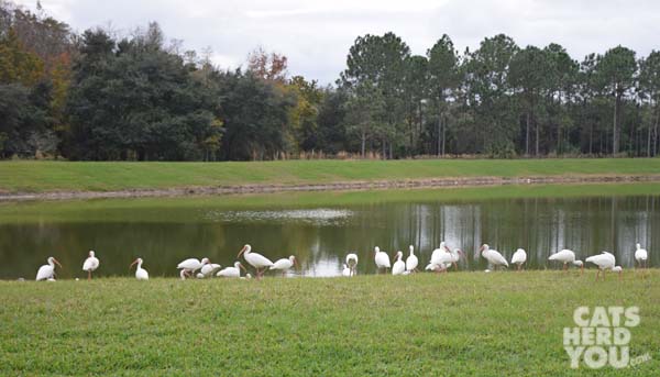 flock of ibis