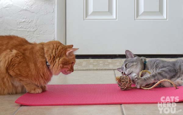orange tabby cat watches gray tabby cat play with rope