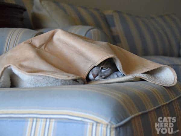 gray tabby cat hides under cloudpuff blankie