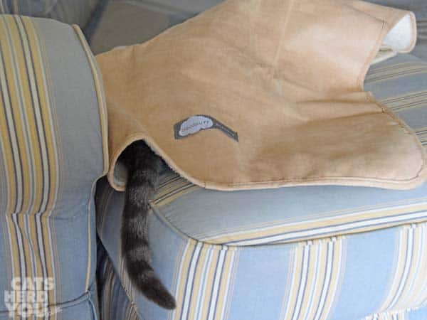 gray tabby cat's tail sticks out from under the cloudpuff blankie