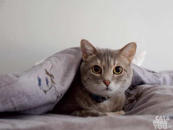 gray tabby cat half-tucked under rumpled bedclothes