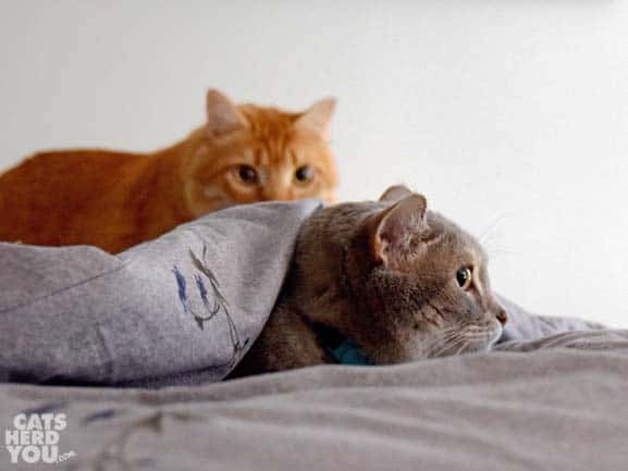 Orange tabby cat approaches behind gray tabby cat