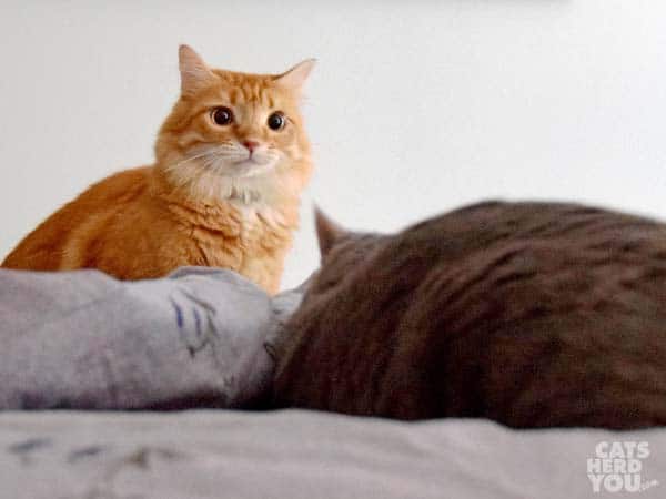 gray tabby cat stares at orange tabby cat