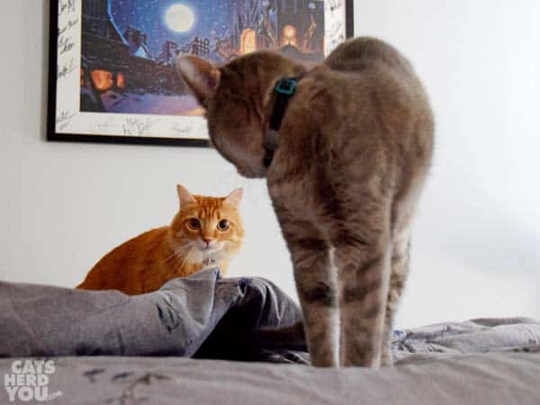 gray tabby cat shows displeasure to orange tabby cat