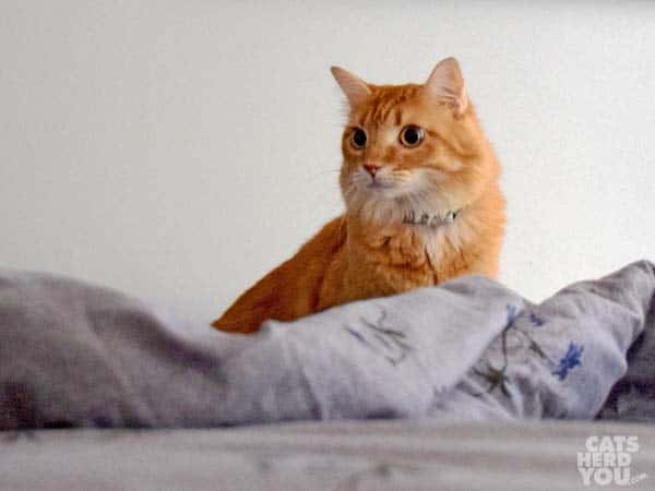 orange tabby cat sits on bed