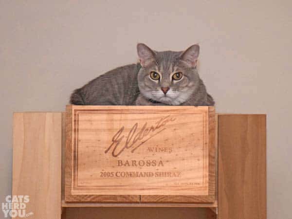 gray tabby cat perched on too-big cat tree cushion