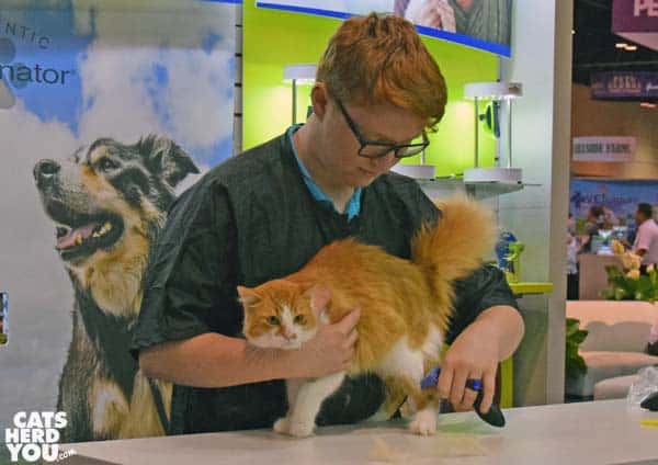 Cat getting groomed with a Furminator at Global Pet Expo 2016 #globalpetexpo