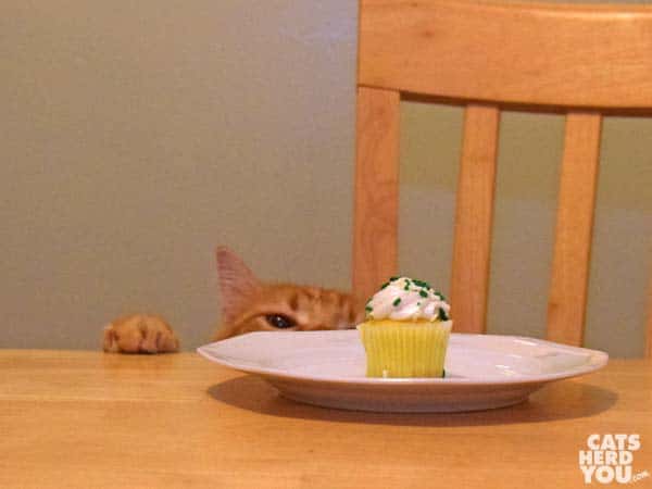 orange tabby cat stalks the st. patrick's day cupcake
