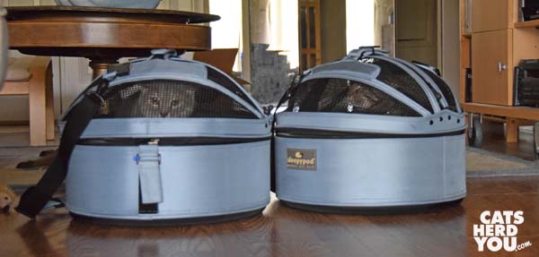 gray tabby cat and brown tabby cat in sleepypod carriers
