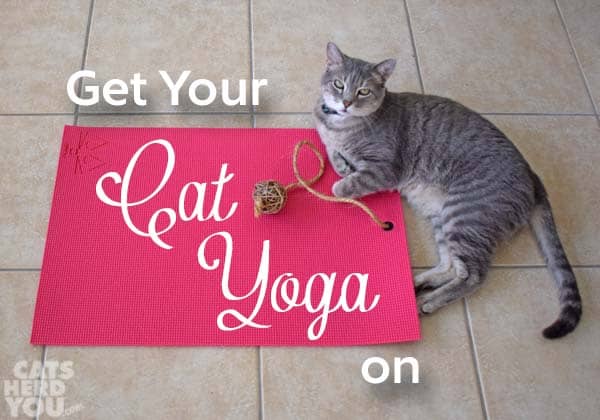 Get your Cat Yoga On