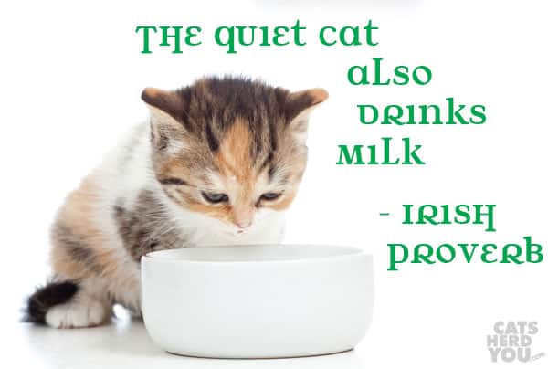 The quiet cat also drinks milk